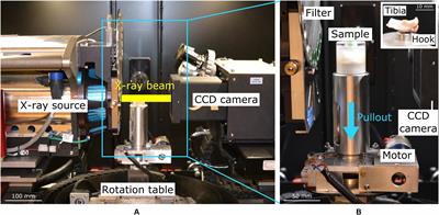 Bone Damage Evolution Around Integrated Metal Screws Using <mark class="highlighted">X-Ray Tomography</mark> — in situ Pullout and Digital Volume Correlation